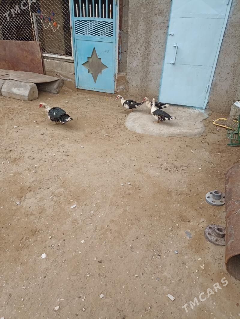 õrdek sessiz - Jebel - img 1