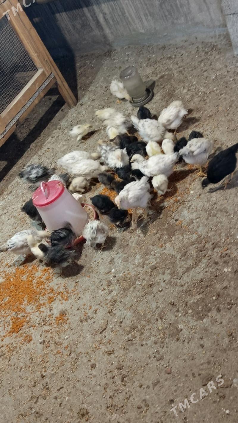 jüje - Балканабат - img 1