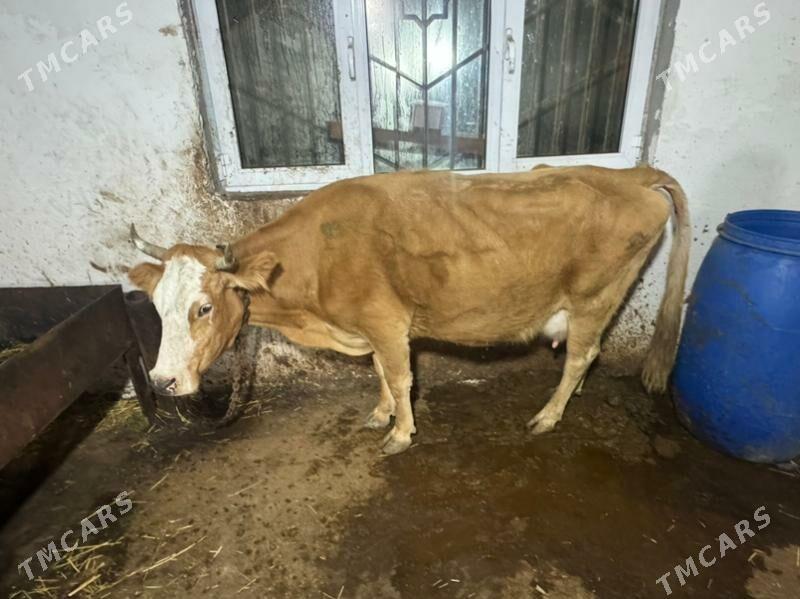 SEVES GOLLELI SYGYRLAR - Чоганлы - img 1