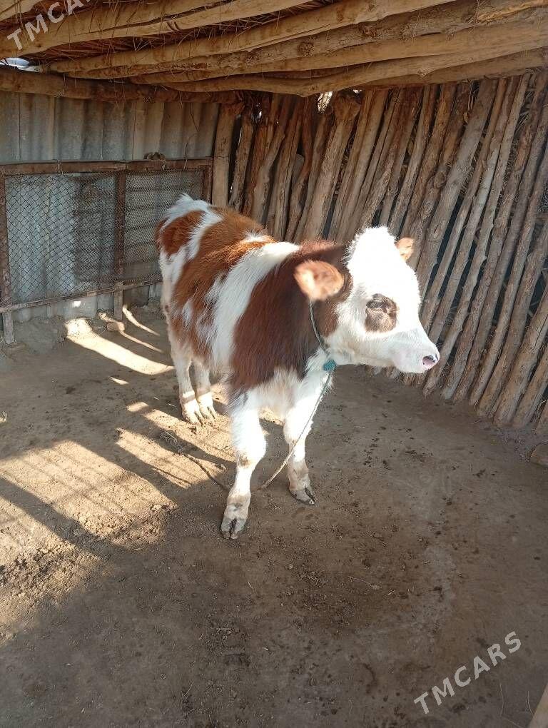 Semental okuzce - Керки - img 1