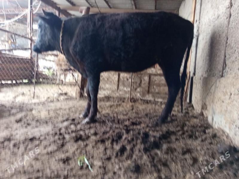 TUWE - Büzmeýin - img 1