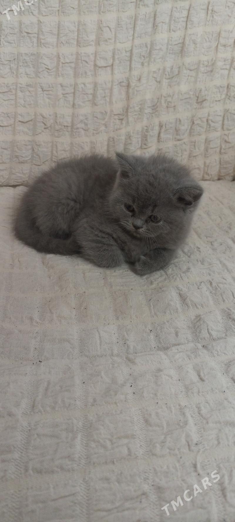 кошки - Türkmenabat - img 1