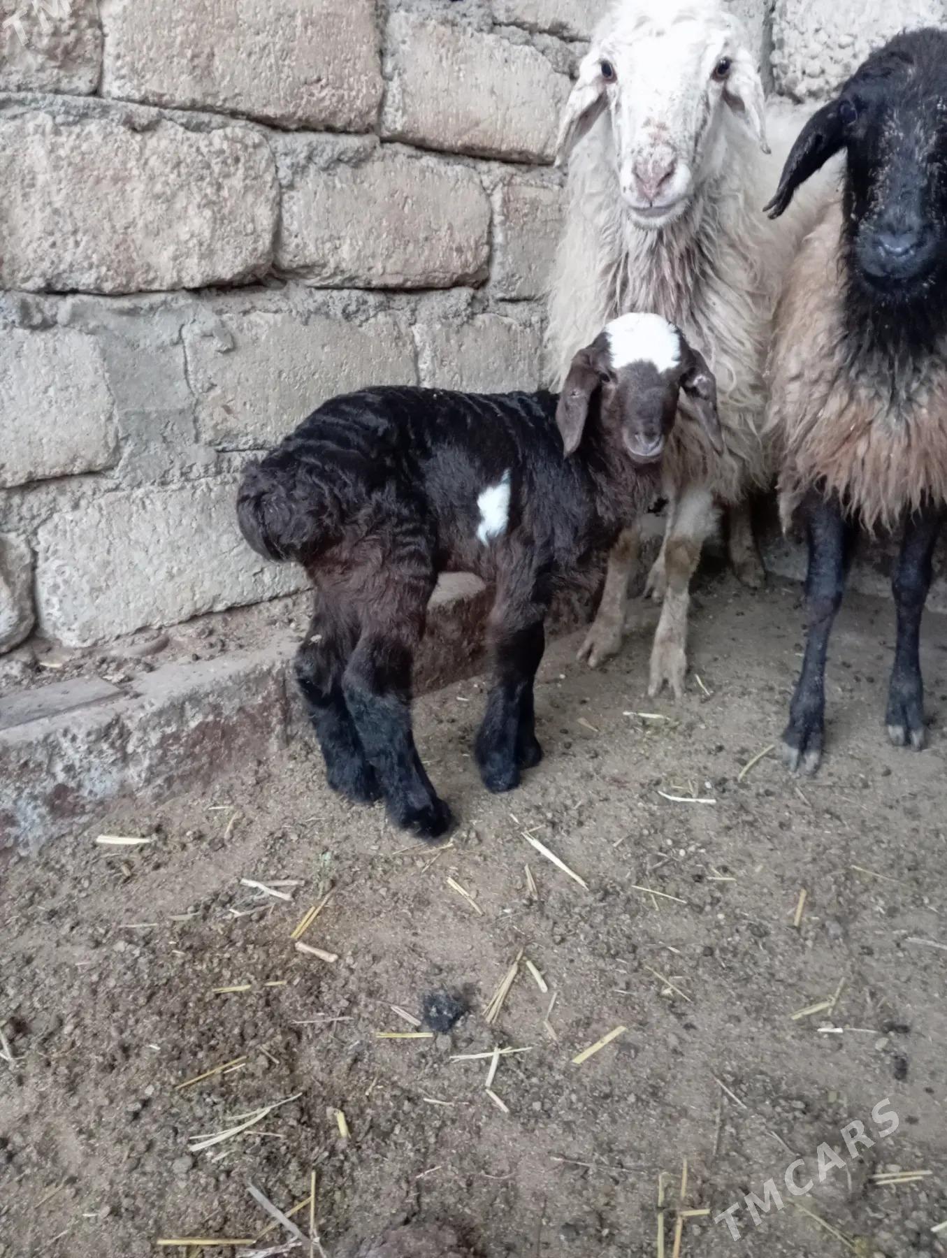 Guzly goýun - Ашхабад - img 1