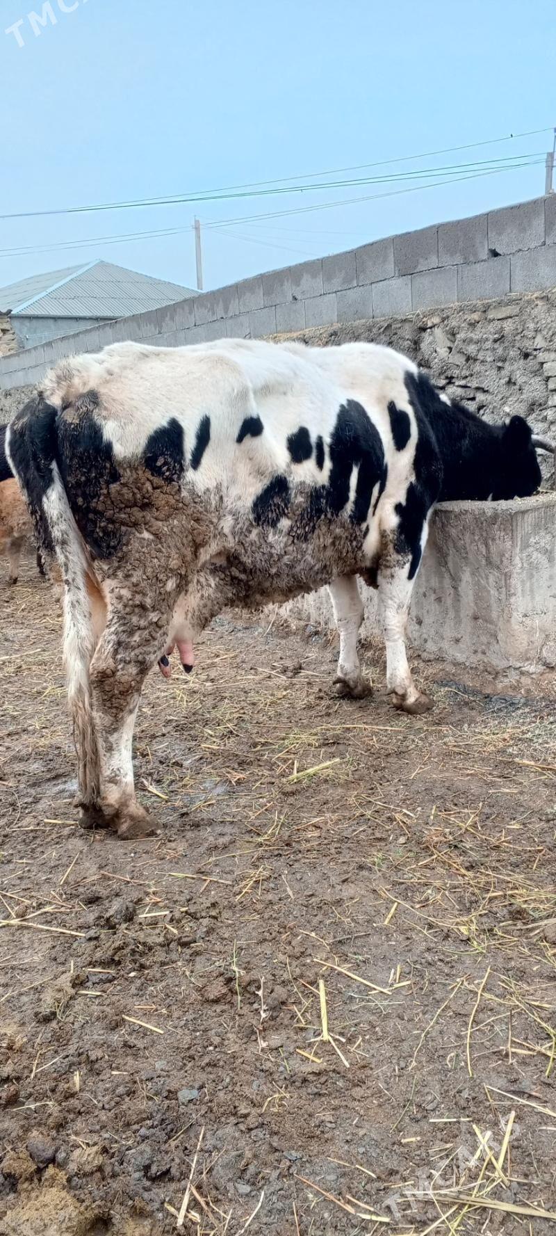 sygyr boğaz - Bäherden - img 1