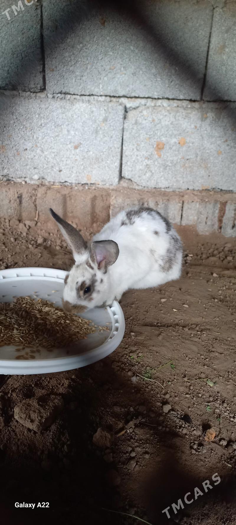 Towşan - Bagyr - img 1