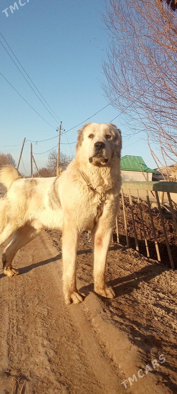 TM BAKS - Дашогуз - img 1