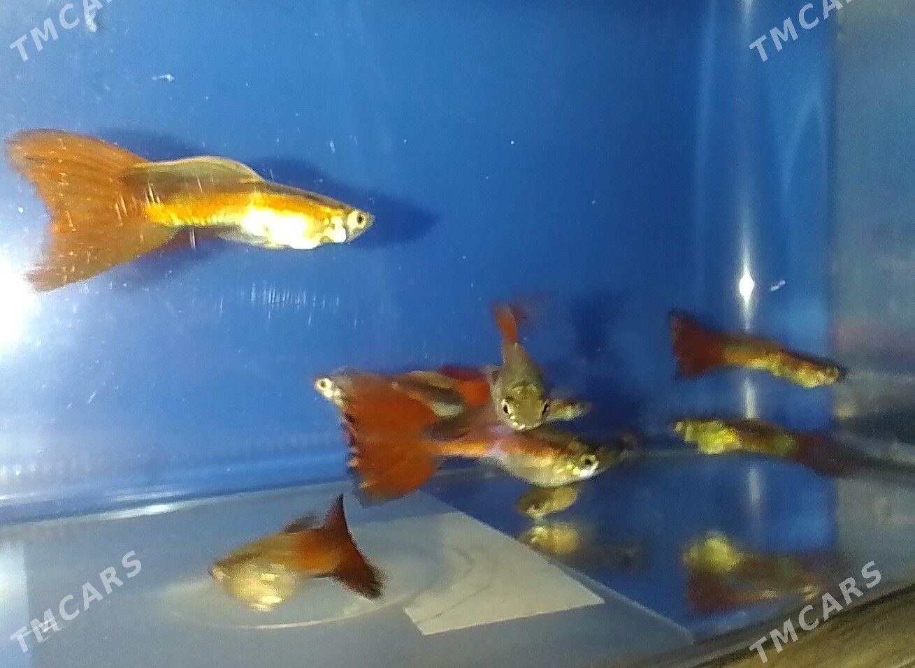 Гуппи - Туркменбаши - img 1