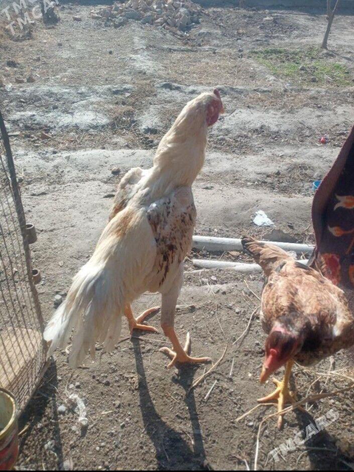 хораз - Дянев - img 1