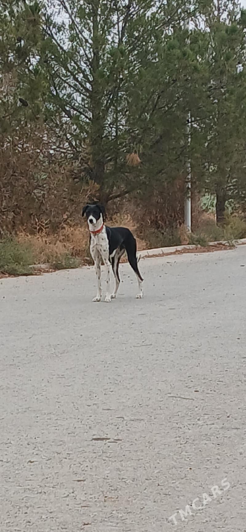 Aw tazy - Балканабат - img 1