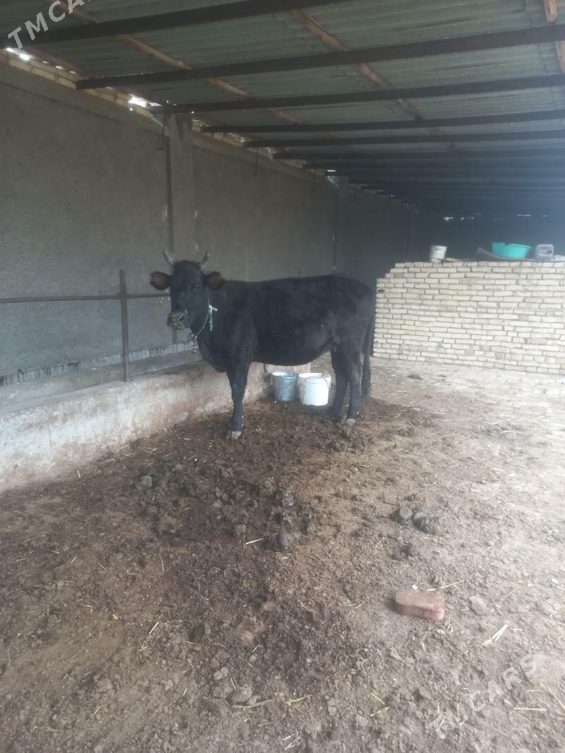 ÝETÌK BOGAZLAR - Байрамали - img 1