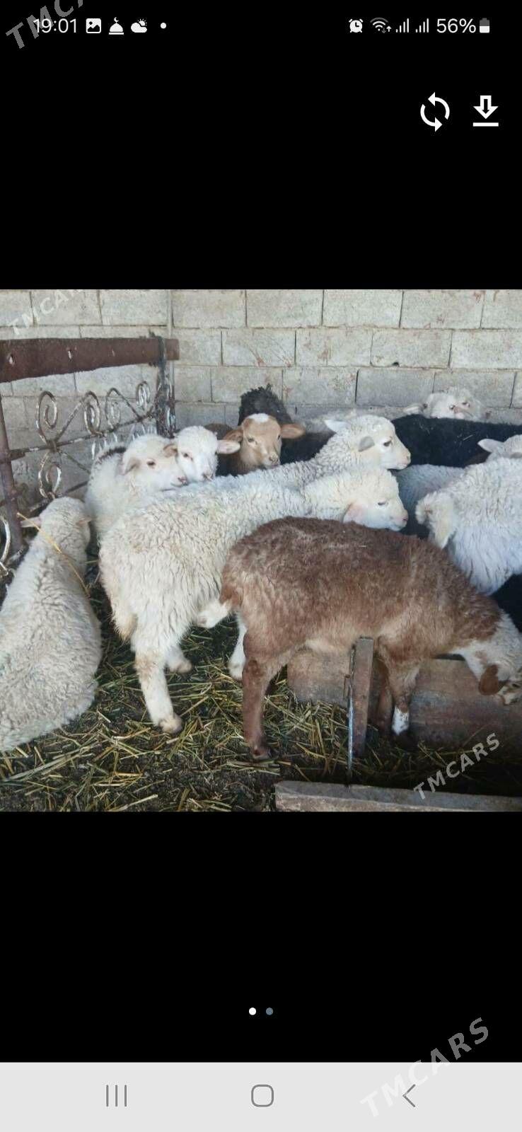 Goyun - Кака - img 1