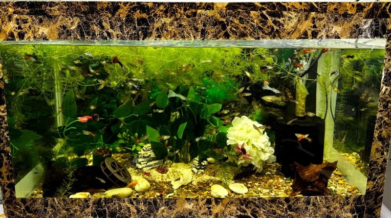 akwaryum 100 tl - Кëши - img 1