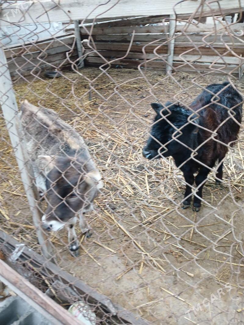 Tüwe şiwes - Büzmeýin - img 1