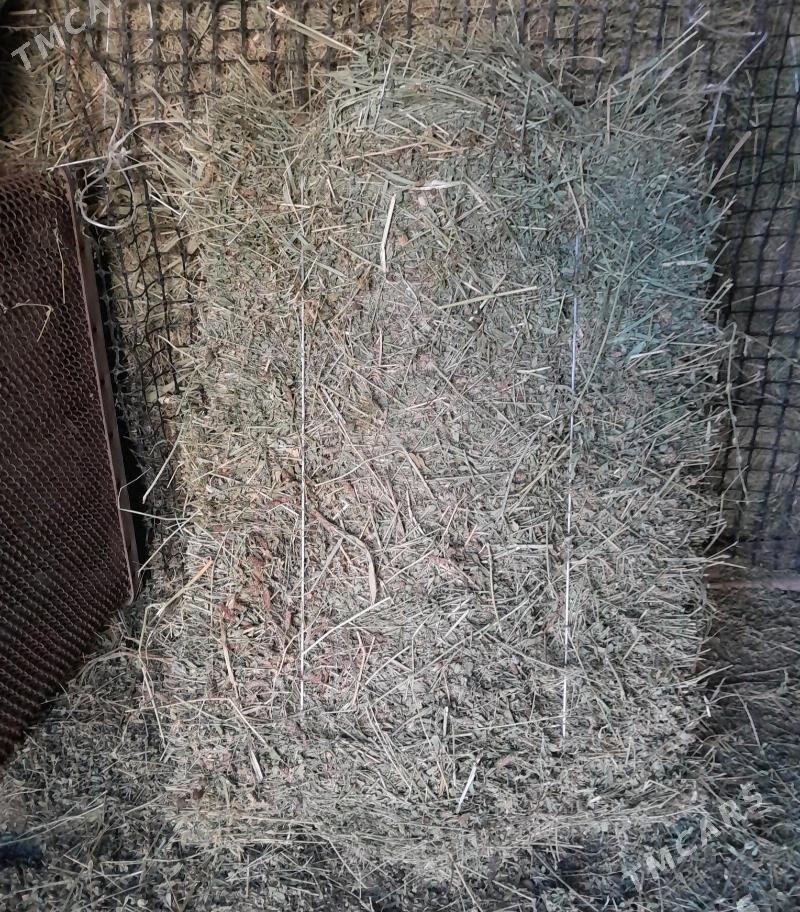 yorunja bede - Bäherden - img 1