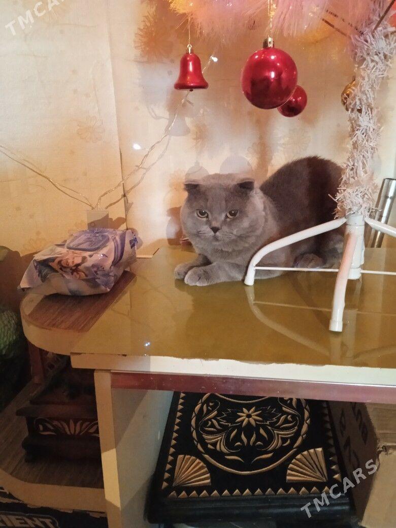 КТО - Türkmenabat - img 1