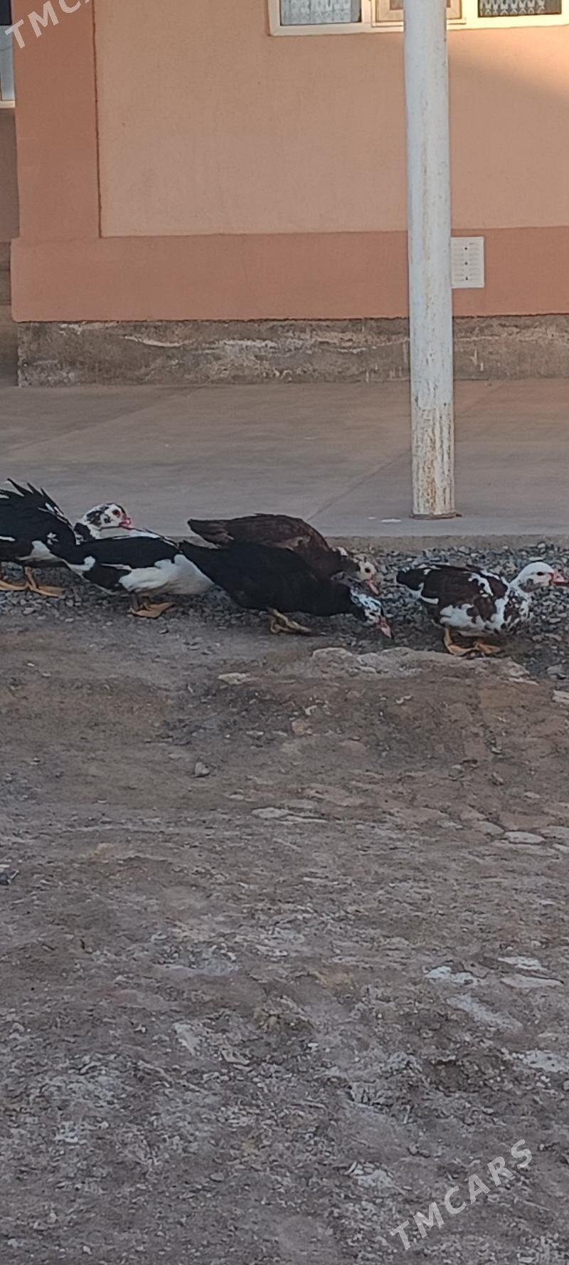 İndawutga ördek - Байрамали - img 1