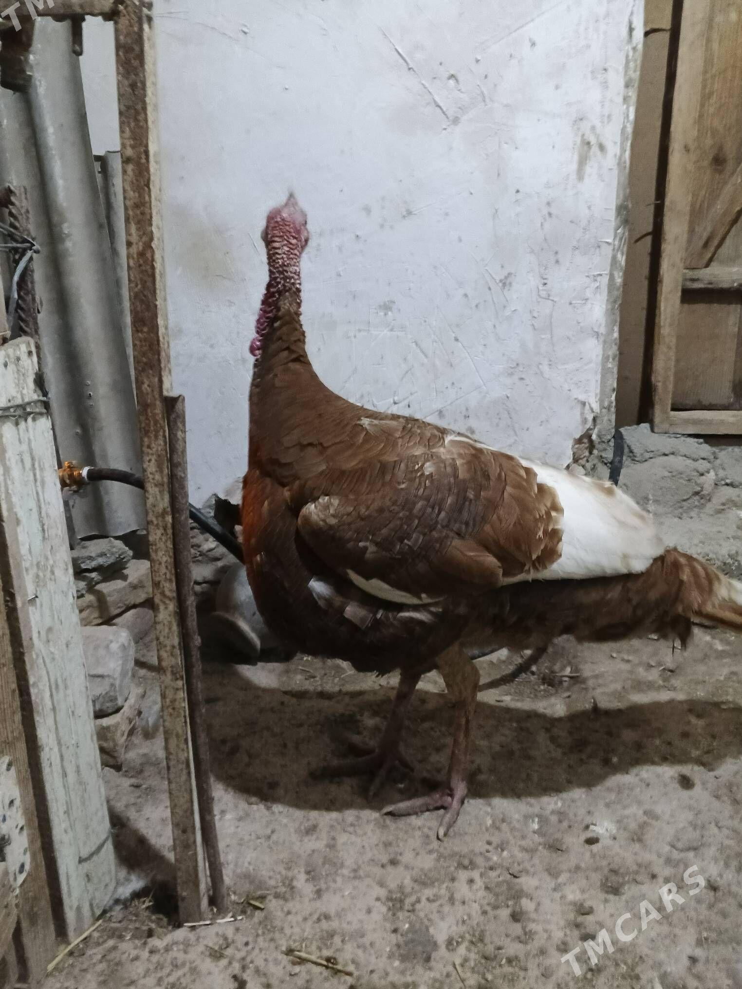 owgan indug horazy - Daşoguz - img 1