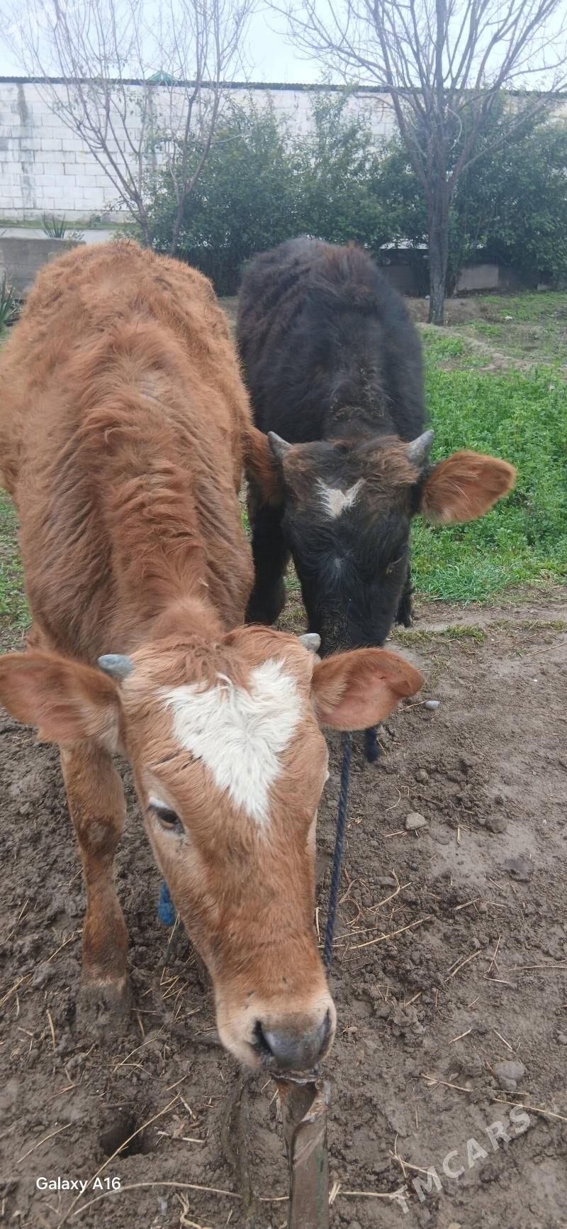 Şwes öküz we tüwe - Кипджак - img 1