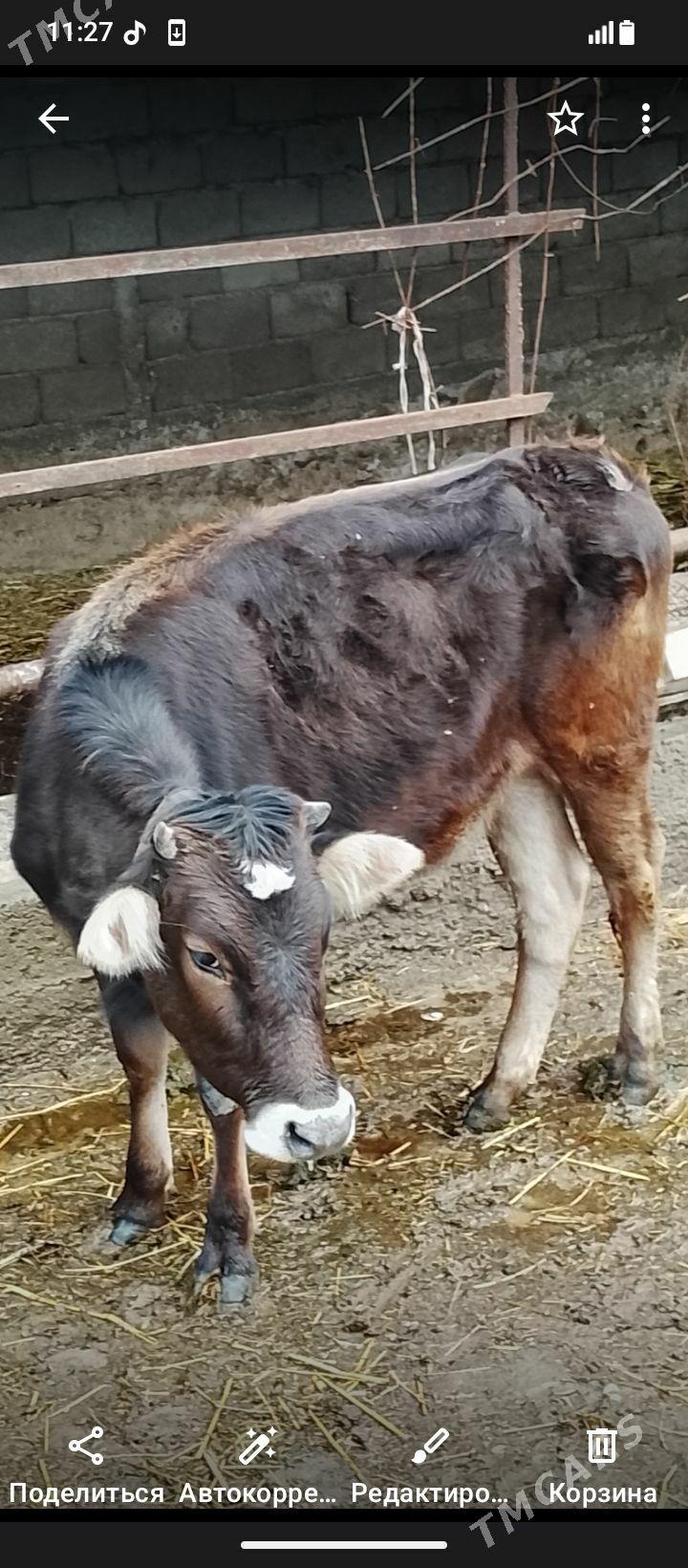 Göle - Gökdepe - img 1