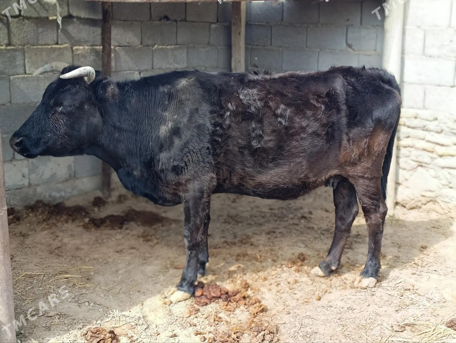 bogaz sygyr - Бахарден - img 1