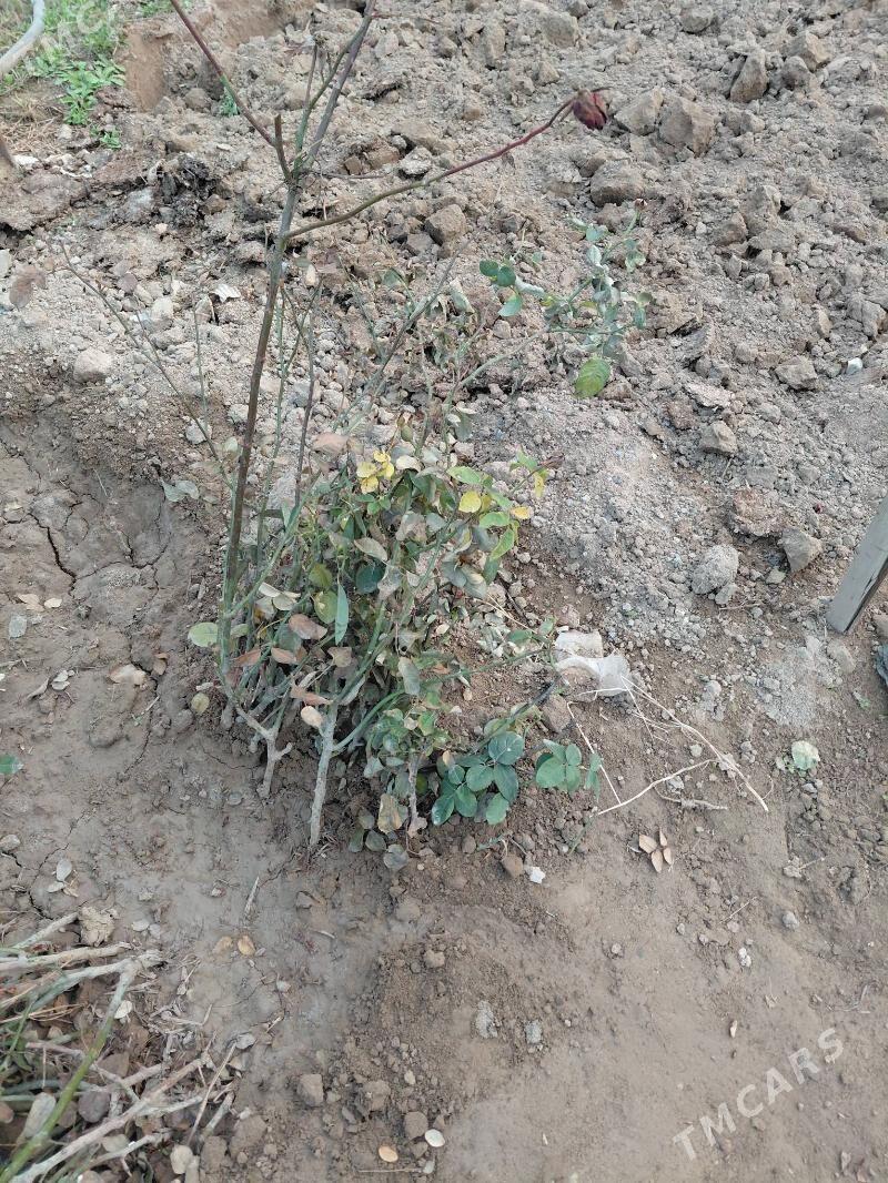 gyzyl , ak baguller - Бузмеин - img 1