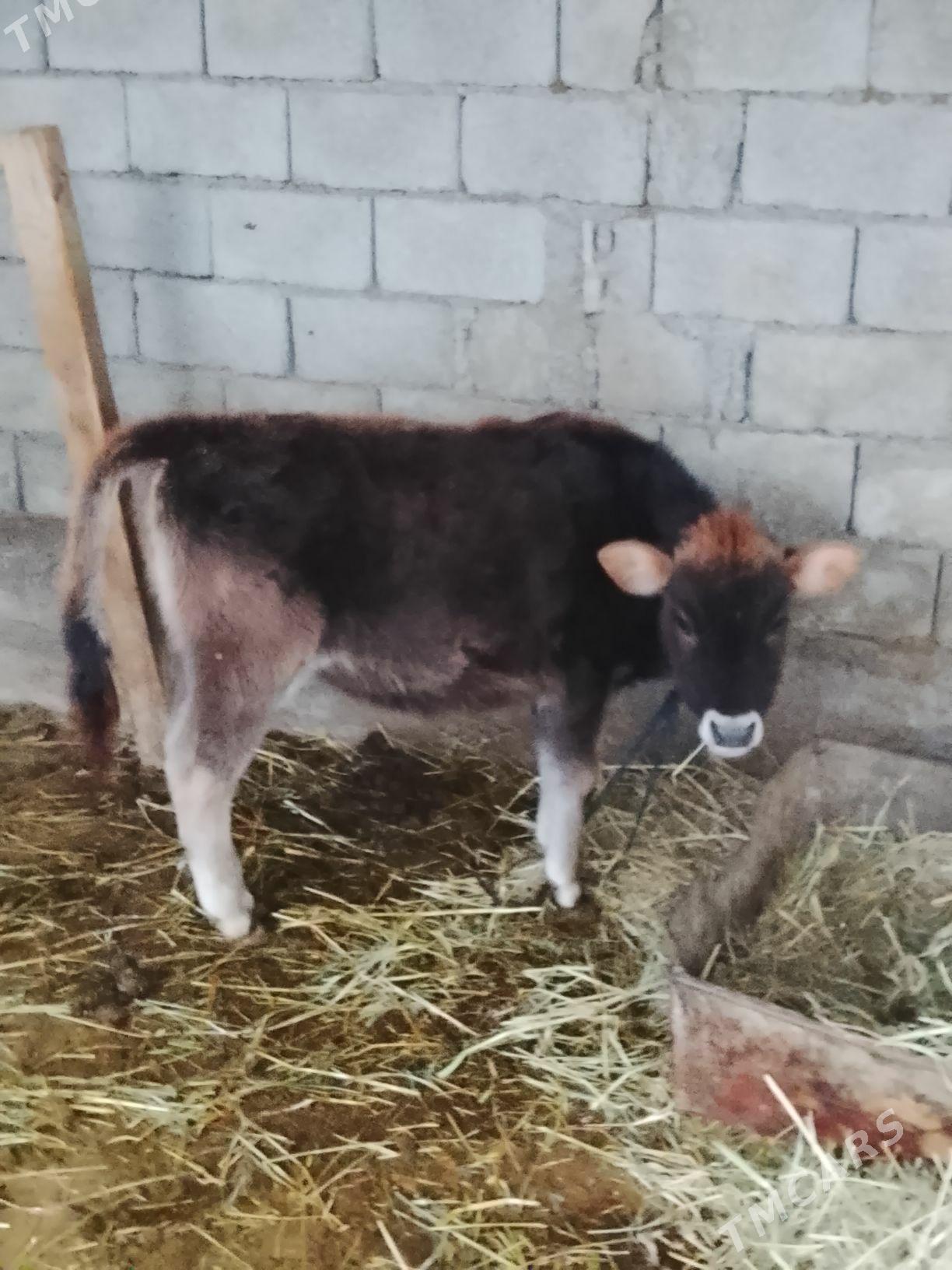 Göle - Гёкдепе - img 1