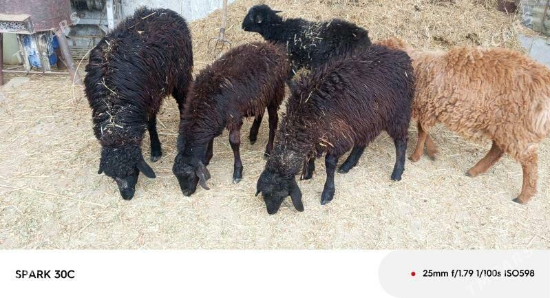 tokly - Чарджоу - img 1