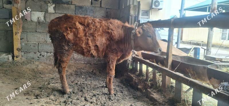 Tüwe - Чоганлы - img 1