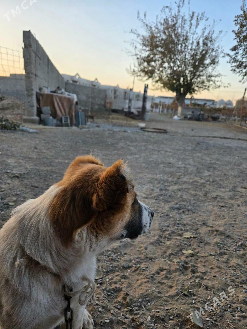 Jalaý Linya - Гёкдепе - img 1