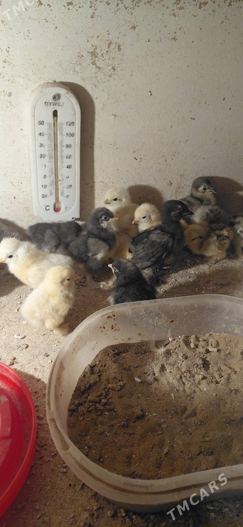 jüje - Хитровка - img 1