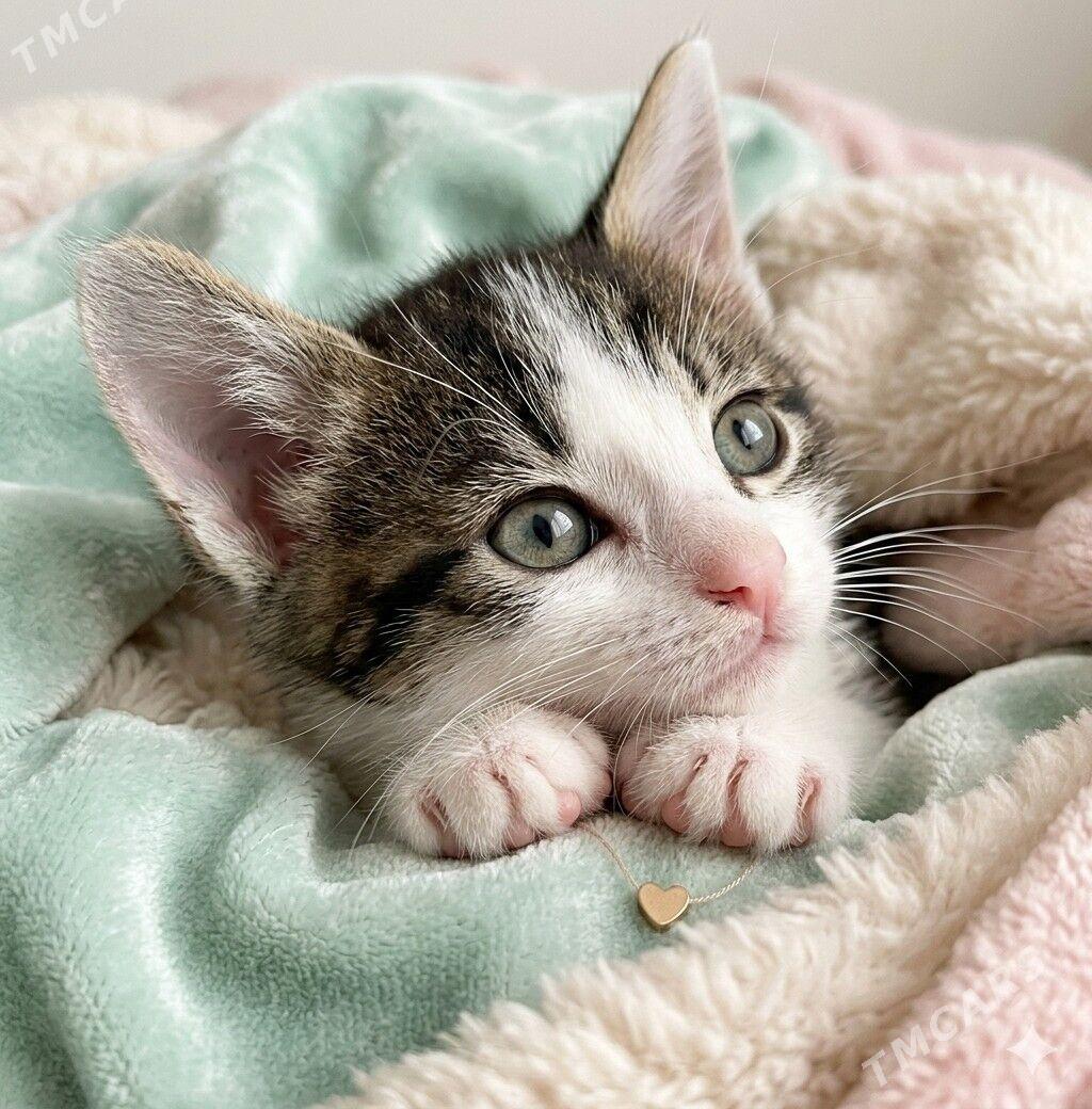 Моня, 1,5 мес - Ашхабад - img 1