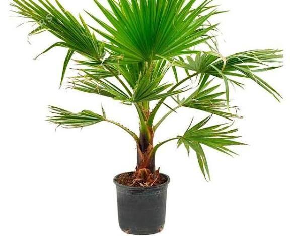 Palma Washington - Baýramaly - img 1