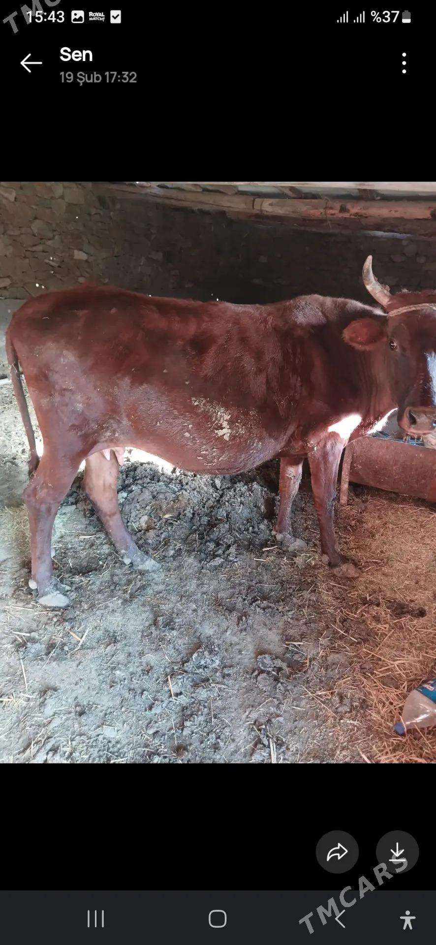 Bakylan sygyr - Чоганлы - img 1