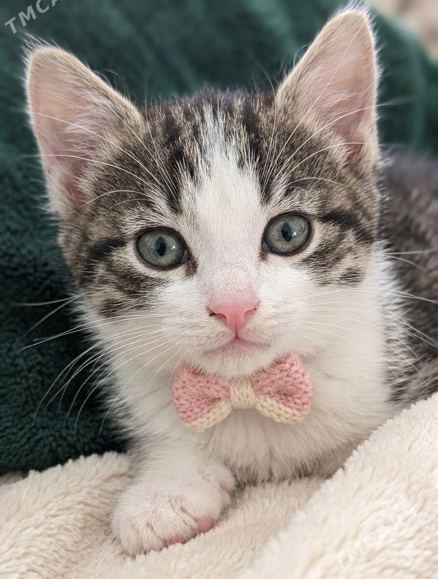 Боня, 1,5 мес - Ашхабад - img 1