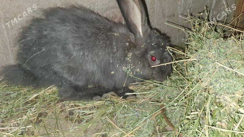 Flandr towsan. - Мары - img 1