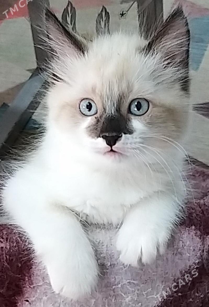 котята - Hazar - img 1