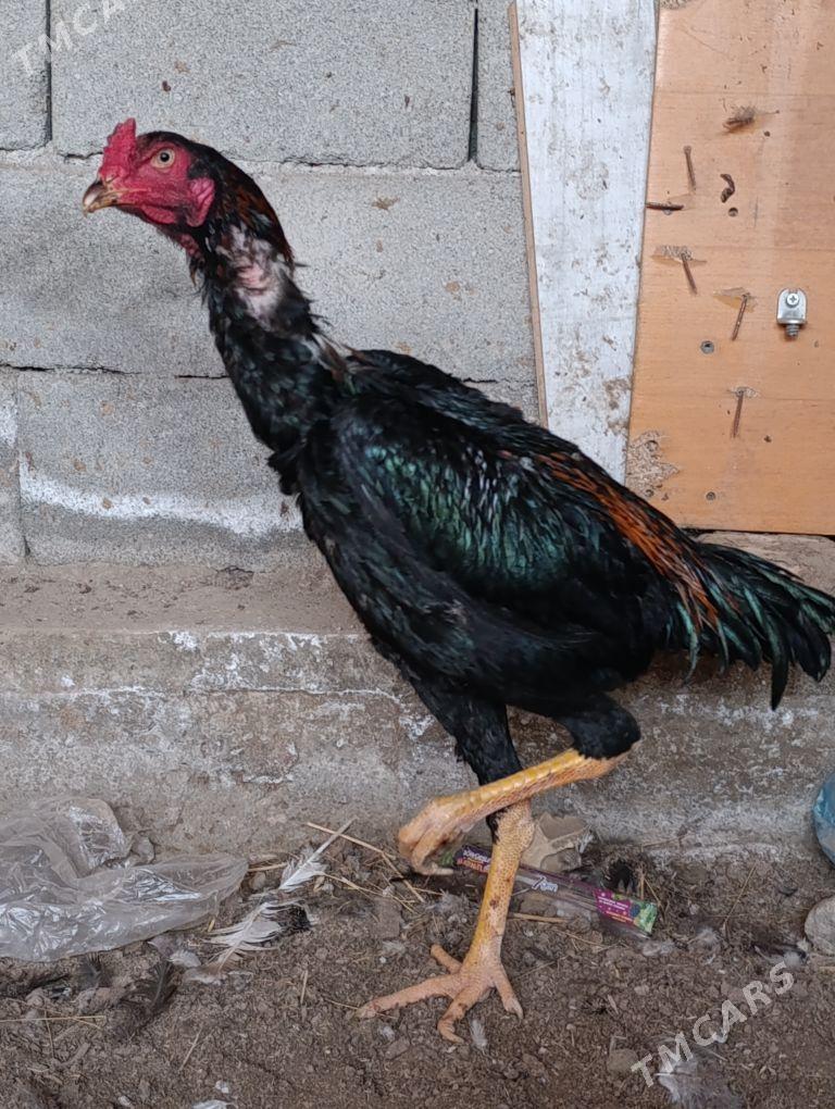 Bayes Horaz - Мары - img 1