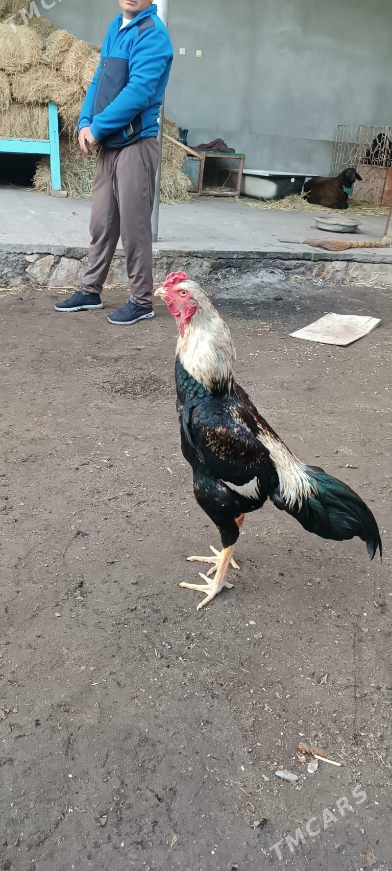 bayes horaz - Керки - img 1