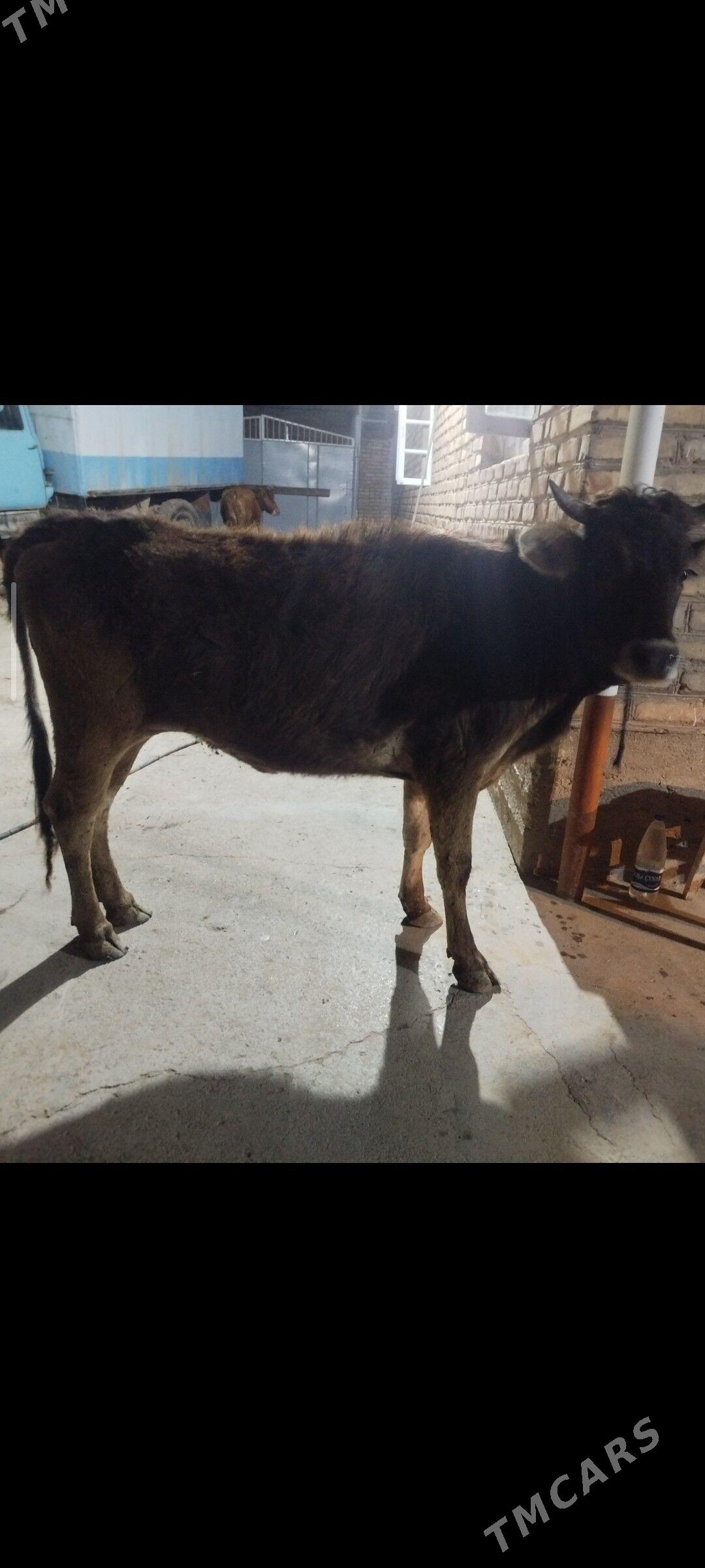 boğaz sygyr - Tejen - img 1