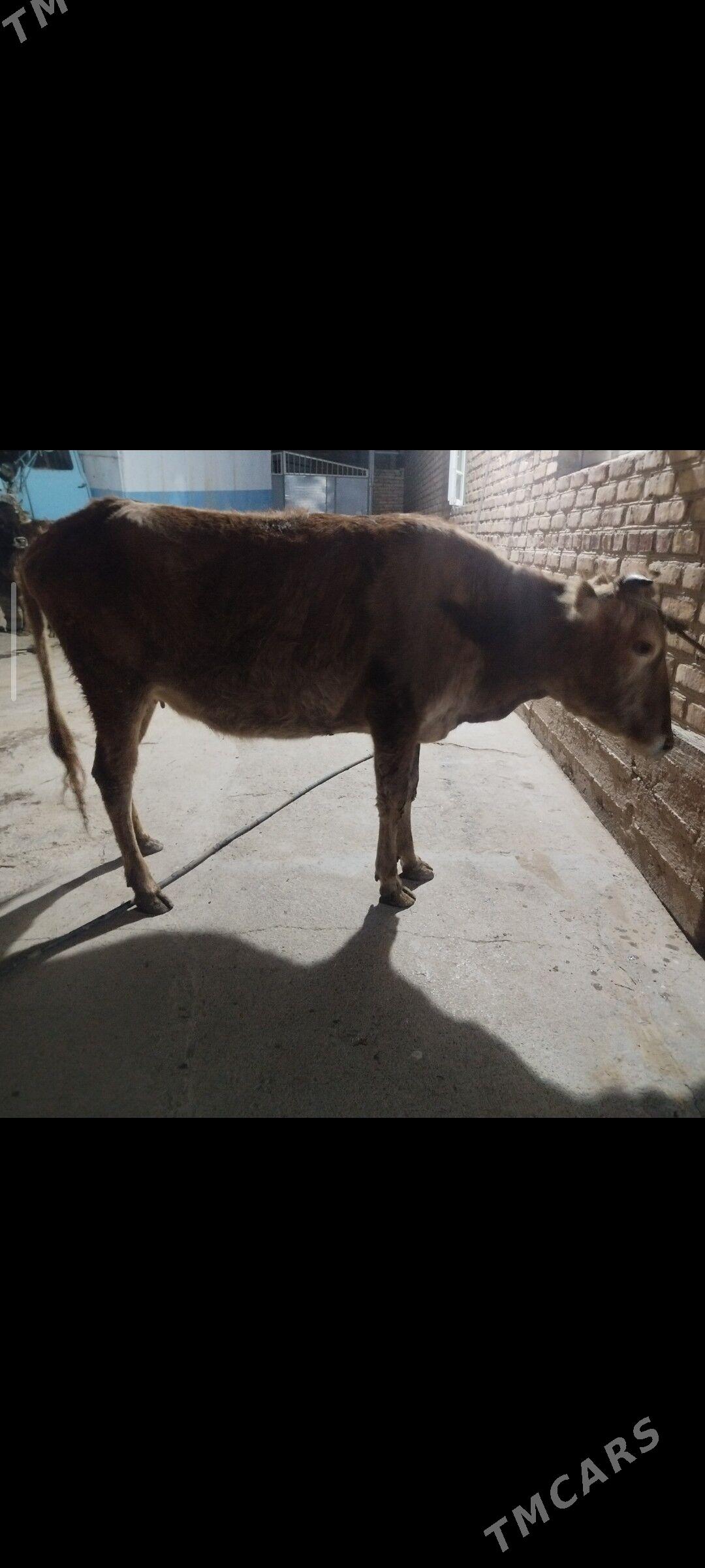 boğaz sygyr - Tejen - img 1