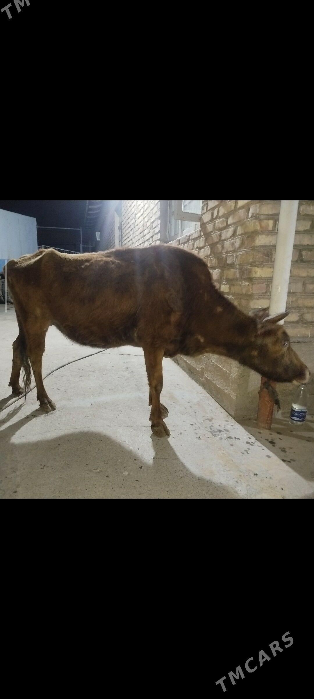 boğaz sygyr - Теджен - img 1