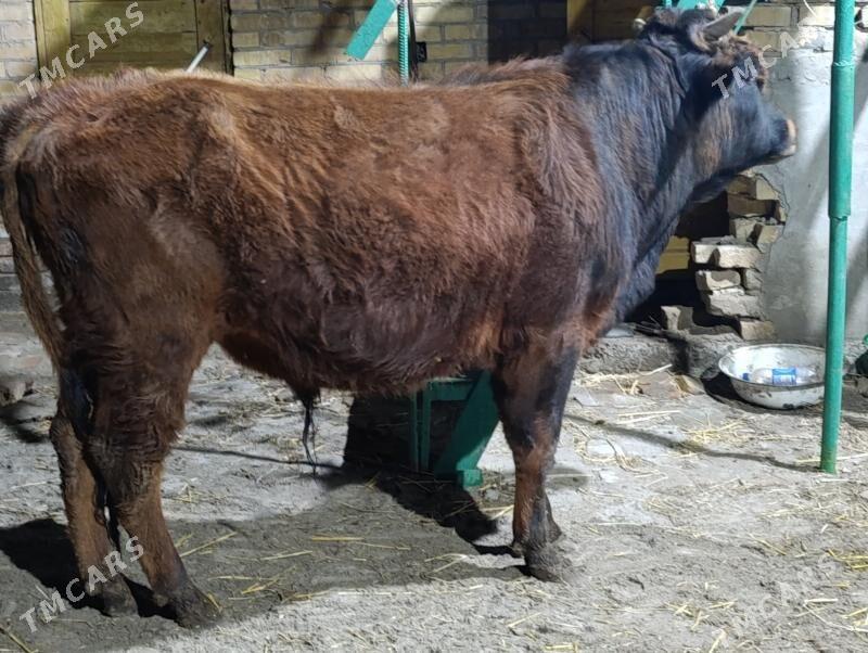 OKUZLER - Türkmenabat - img 1