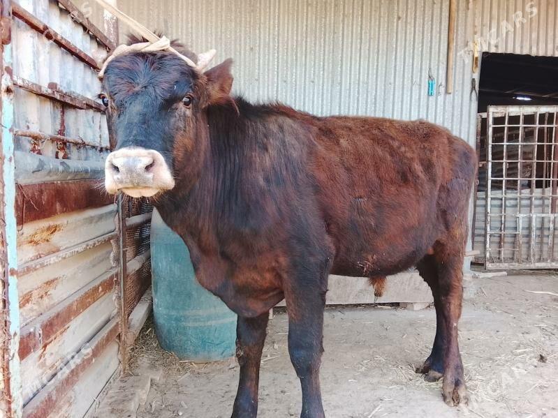 Öküzler - Векильбазар - img 1