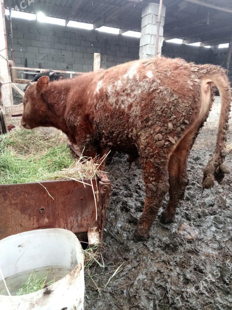 öküz 5sany tuwe 1 - Gökdepe - img 1