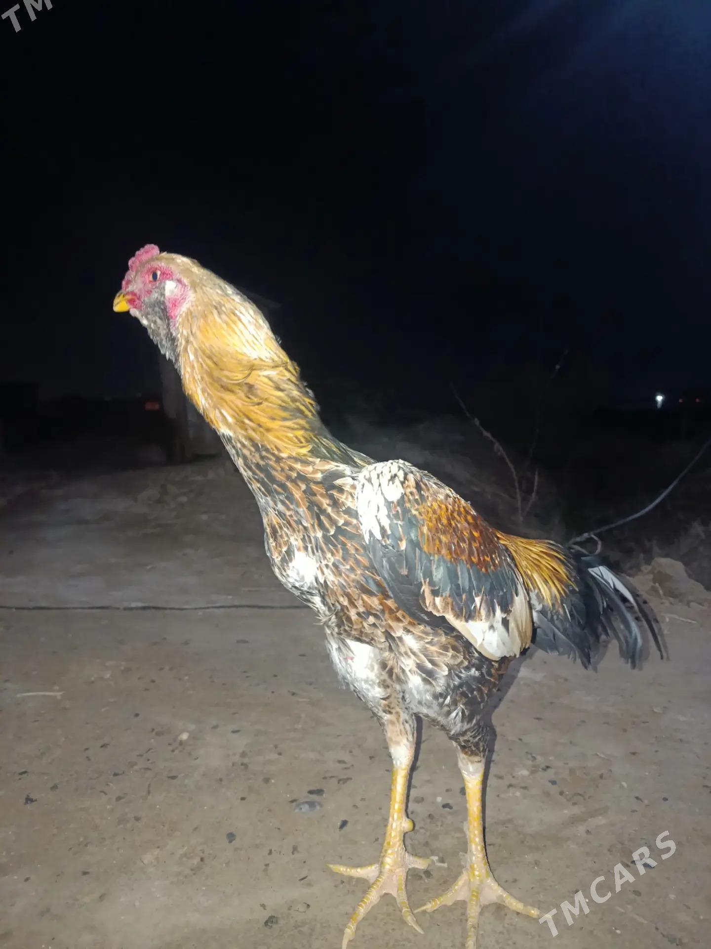 horaz Horaz - Мары - img 1