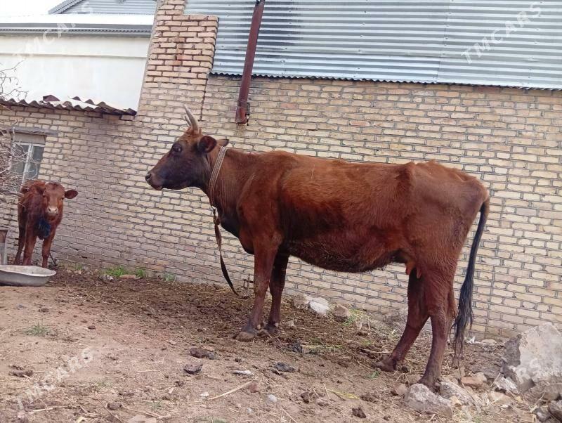 goleli sygyr - Mary - img 1