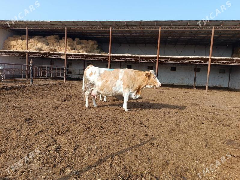 симментал - Чарджоу - img 1