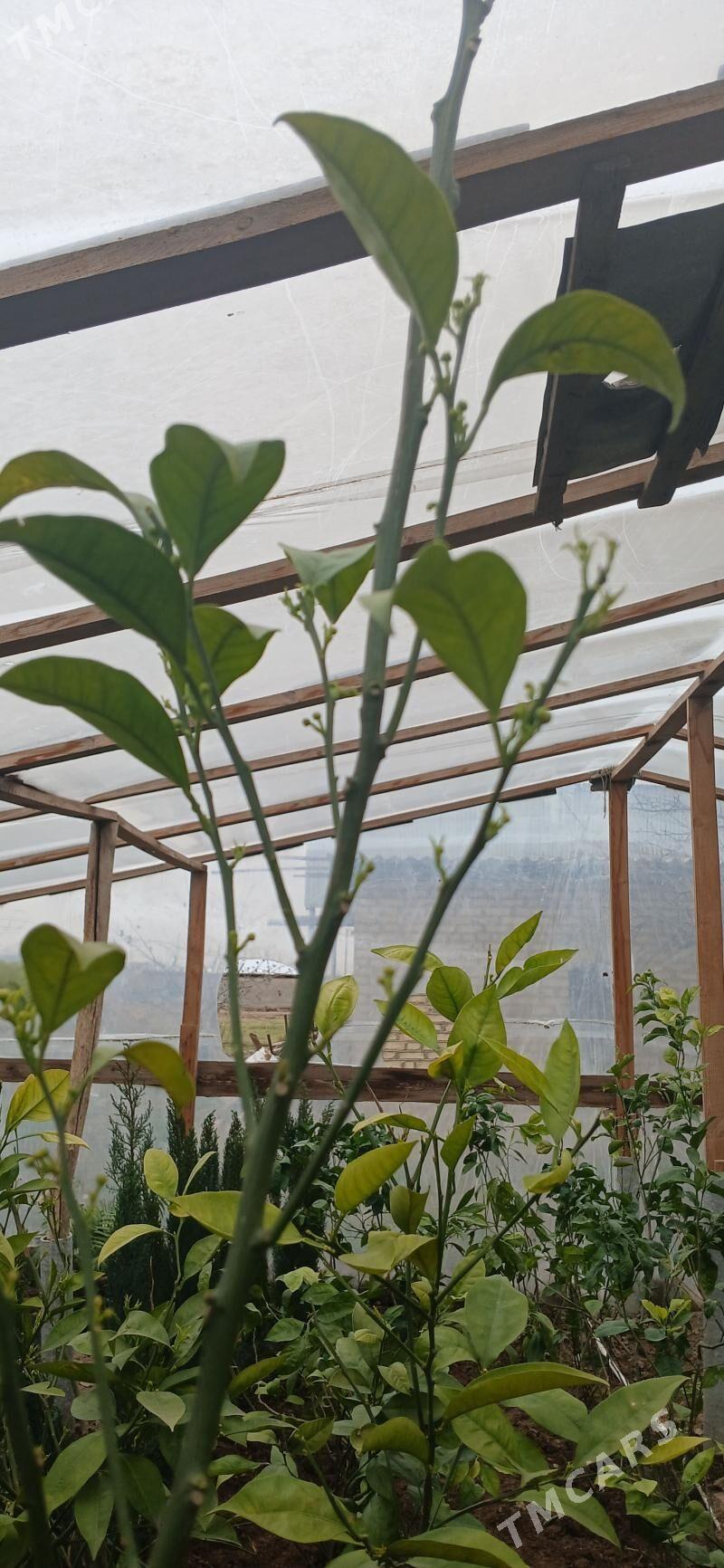 apelsin mandarin nahal - Sakarçäge - img 1