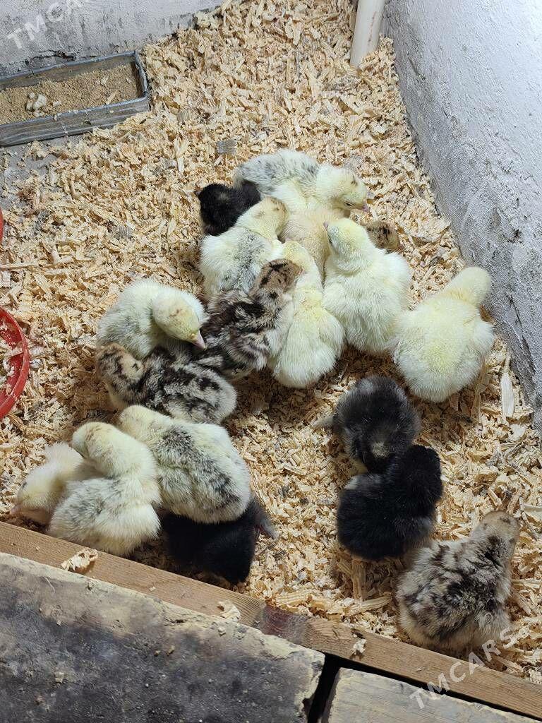 induk juje brama juje - Ашхабад - img 1