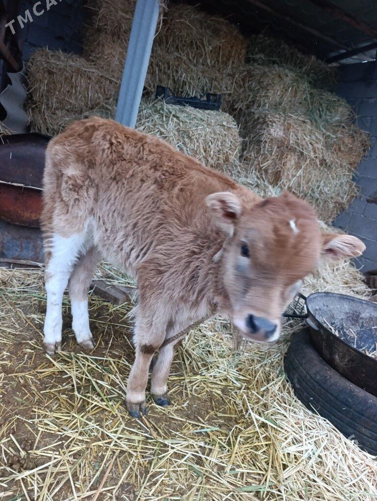 göleli sygyr - Гёкдепе - img 1